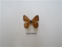 藏品(玉山幽眼蝶)的圖片